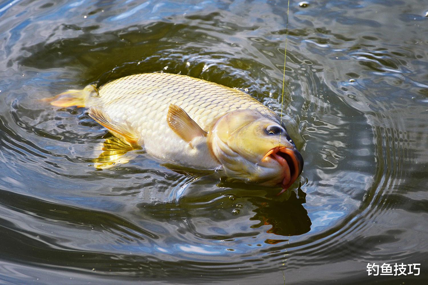 提升鱼饵效果的5个方法,钓鱼开饵的精华篇