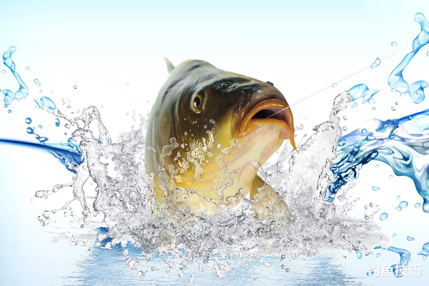 钓鱼抓口的正确时机，针对不同的垂钓场景