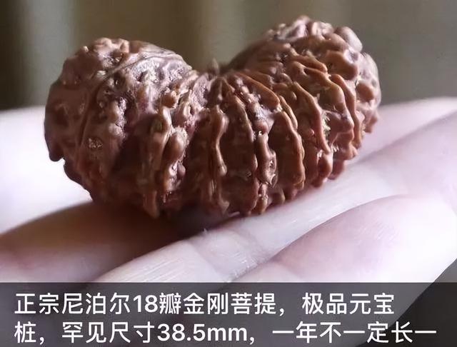 如何入手一条金刚菩提？
