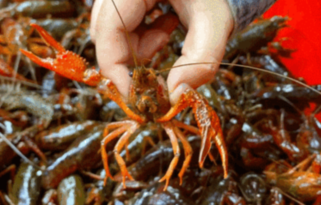 七八十年代白菜价的3种食物，如今却变得高攀不起了，你吃过几种