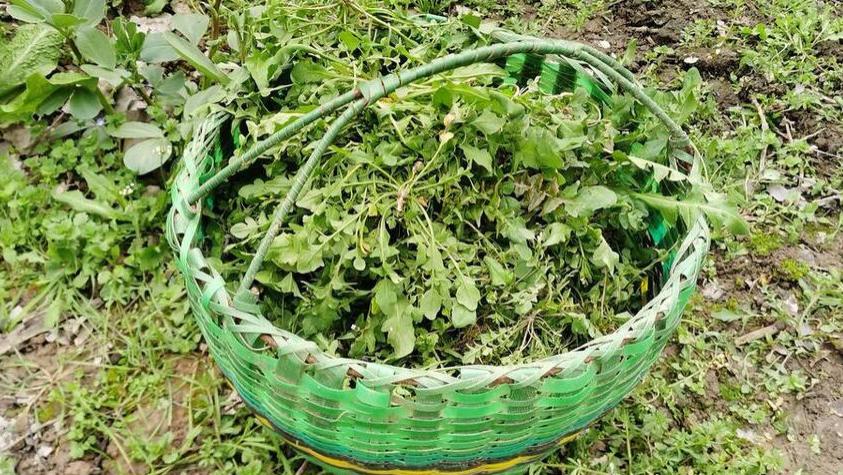 “开春吃3草，不用郎中找”，“3草”指的是啥？正当季建议多了解