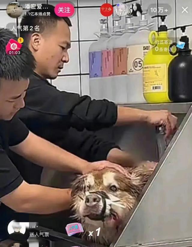 网红潘宏惹众怒，艾特死亡事件发酵，原主人与陈乔恩接连发声