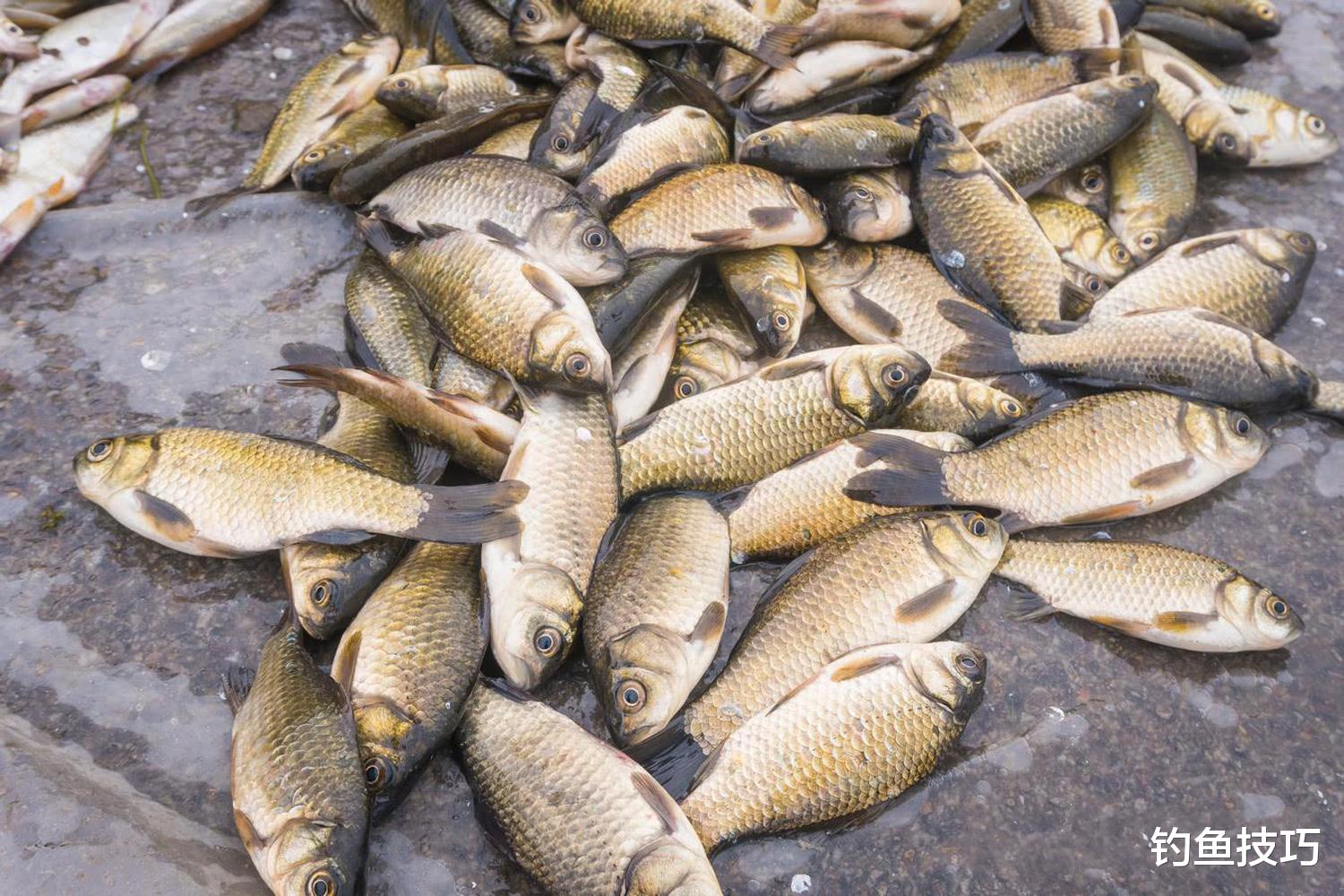 鲫鱼开口的4个规律，和水温的变化息息相关