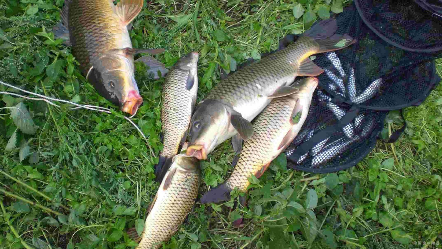 夏季野钓窝料推荐，野钓鲫鲤青草和溪流钓