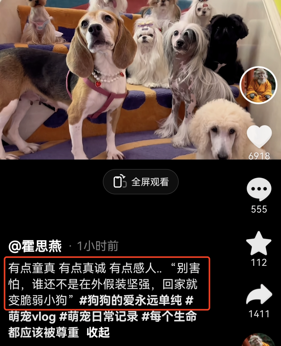 霍思燕晒9条宠物狗,透露骆驼和Jack已去世,网友纷纷泪目