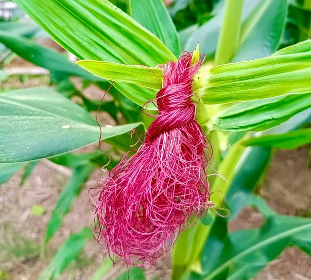 高考后遗症的准大学生，在玉米地扎辫子，网友：干美发吧