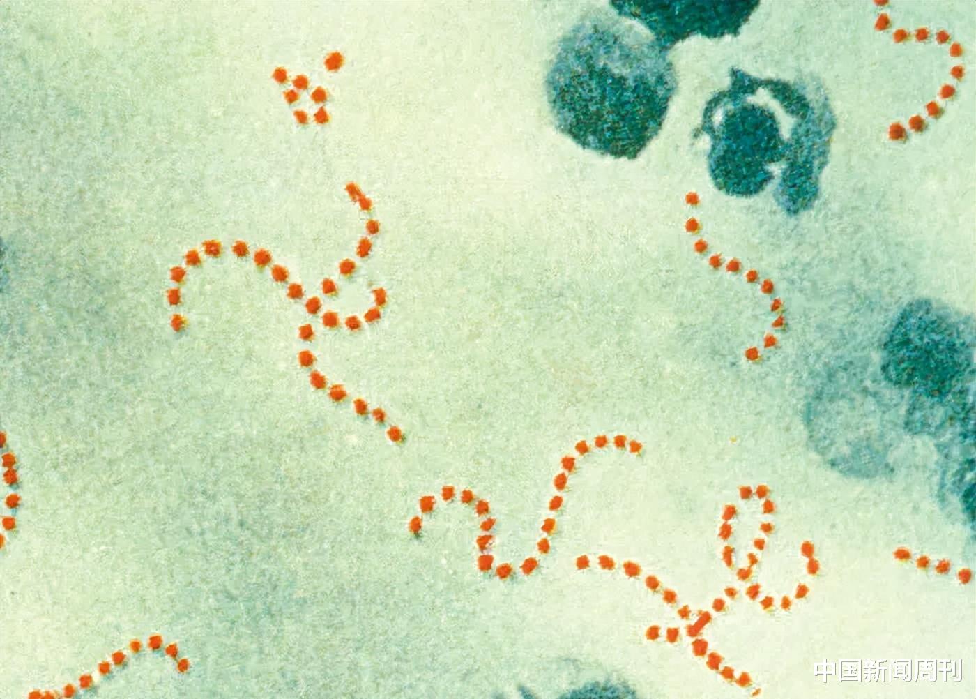 致死率超30％！“食人菌”到底是什么？