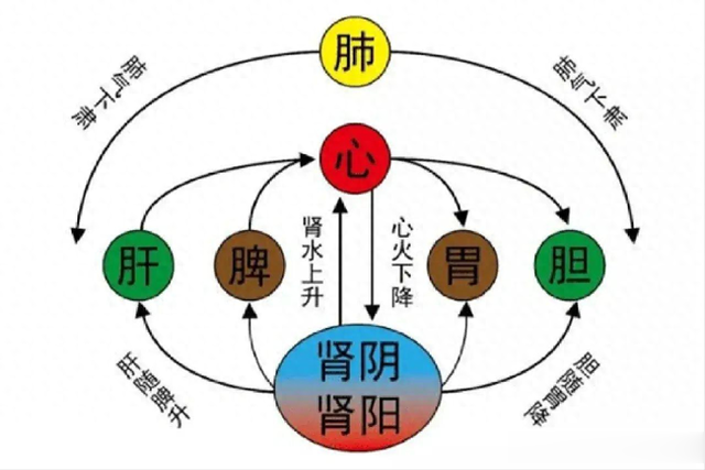 健脾胜过归脾芄，疏肝强过逍遥芄，这方子堪称身体里的“万能王”