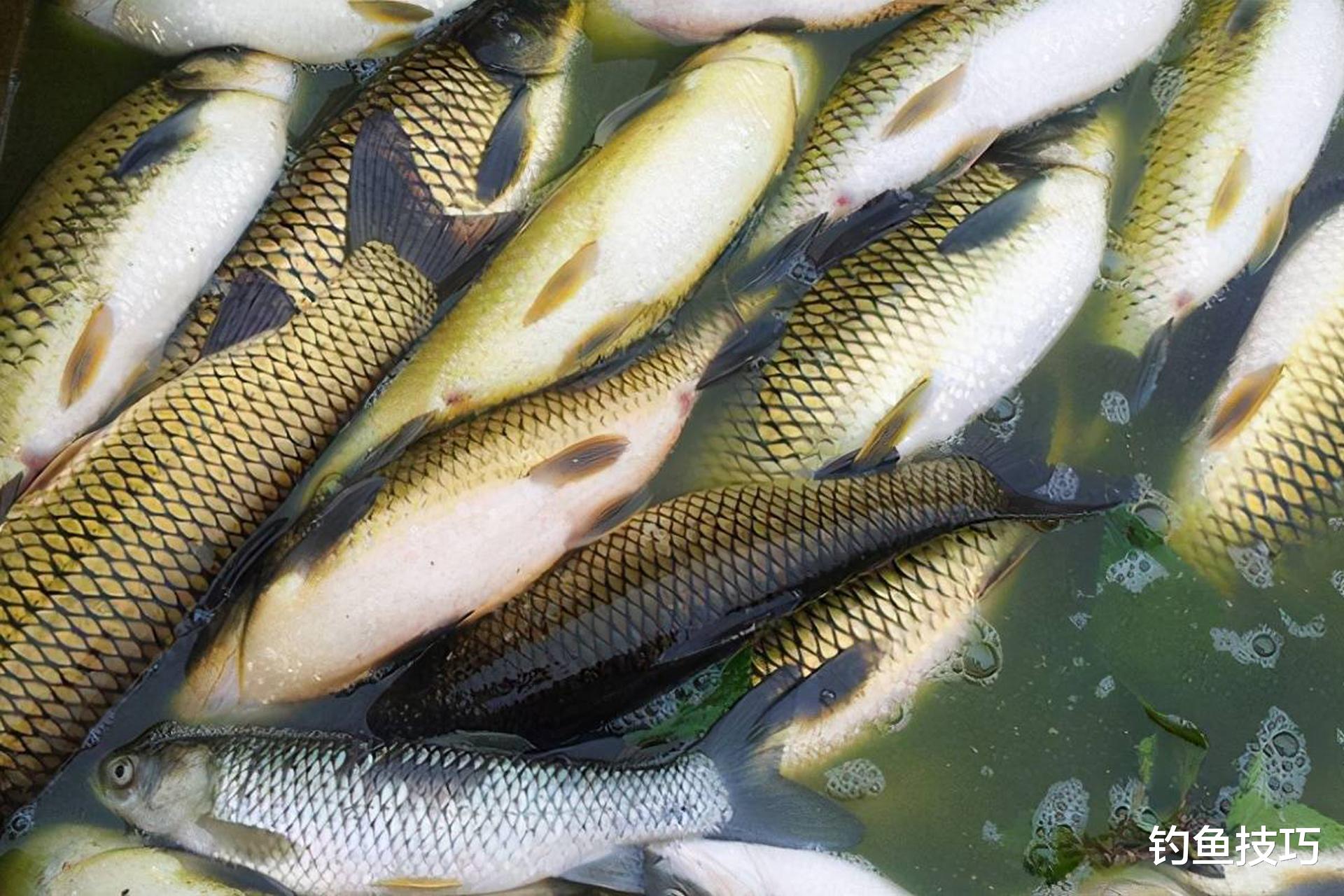 钓黑坑草鱼的5句用饵秘诀,诱鱼快、留鱼久