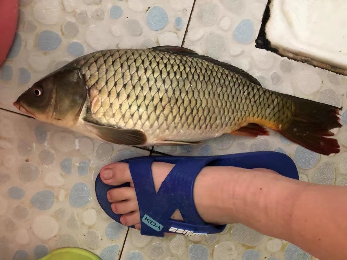 野钓超实用钓法三 : 短子线双铅钓法