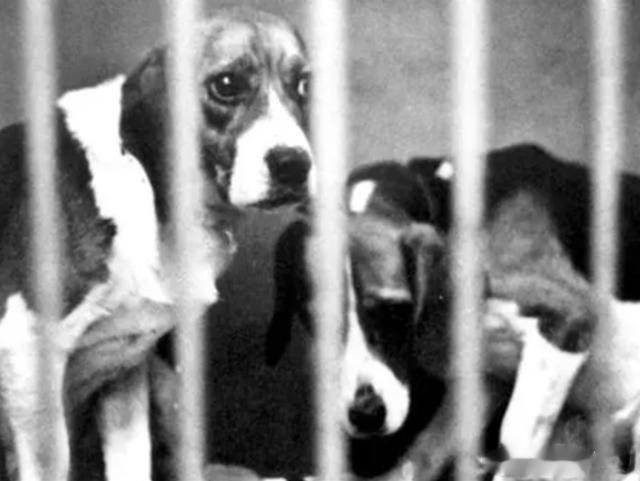 吸烟真的有害吗？英国烟草公司用48只狗做实验，3年每天吸100支烟