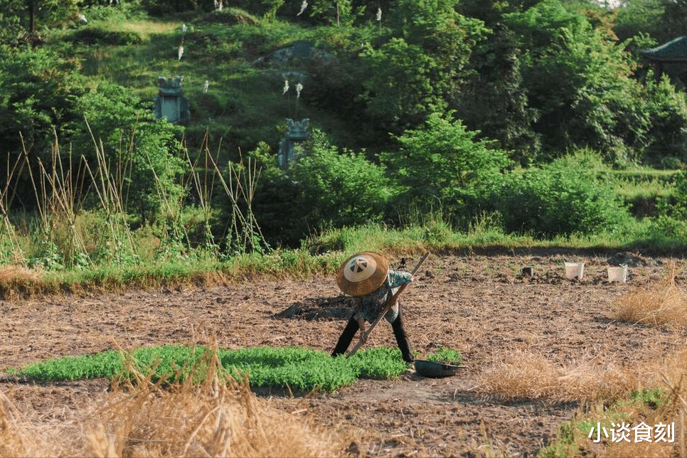 6月10日端午节，俗语“夏至端午前，处处有荒田”啥意思？早了解