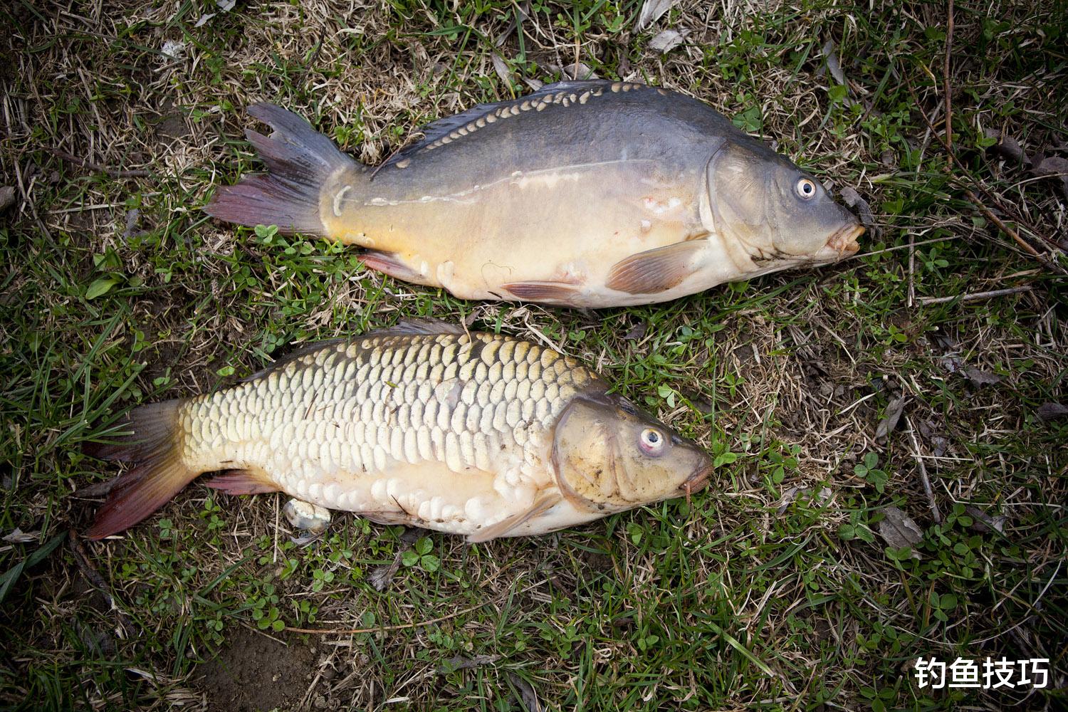 野钓大鲤鱼用饵5个要领，来自钓王的经验