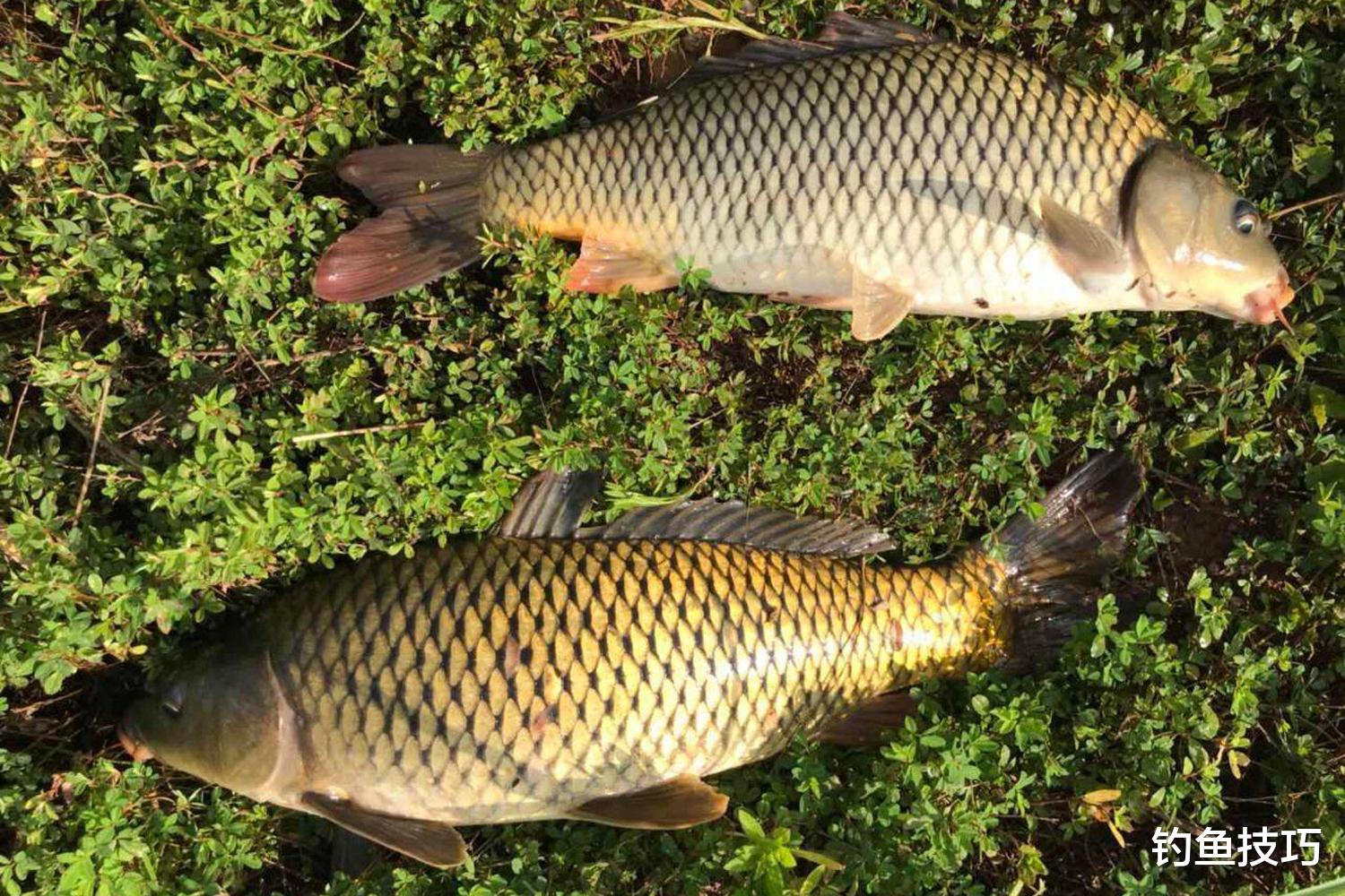 夏季野钓大鱼的5个步骤,守得云开见月明