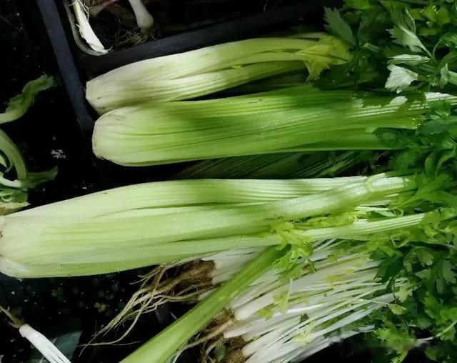 这些是痛风的“救星”，每天吃一点，清除尿酸，痛风悄悄溜走