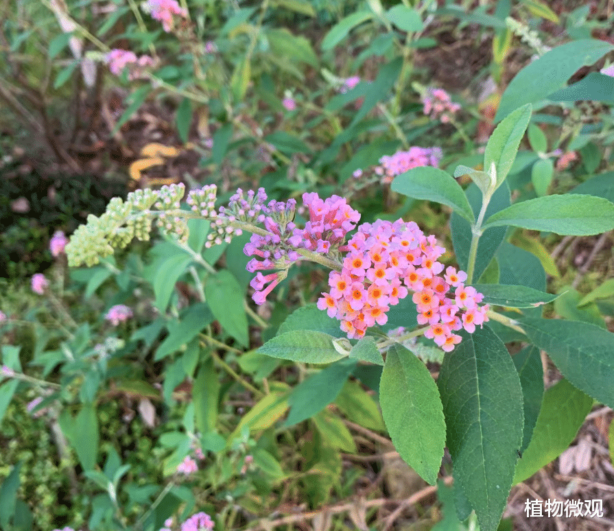 人称“醉鱼草”,花叶捣碎扔水里,可醉鱼,钓鱼佬要了解!