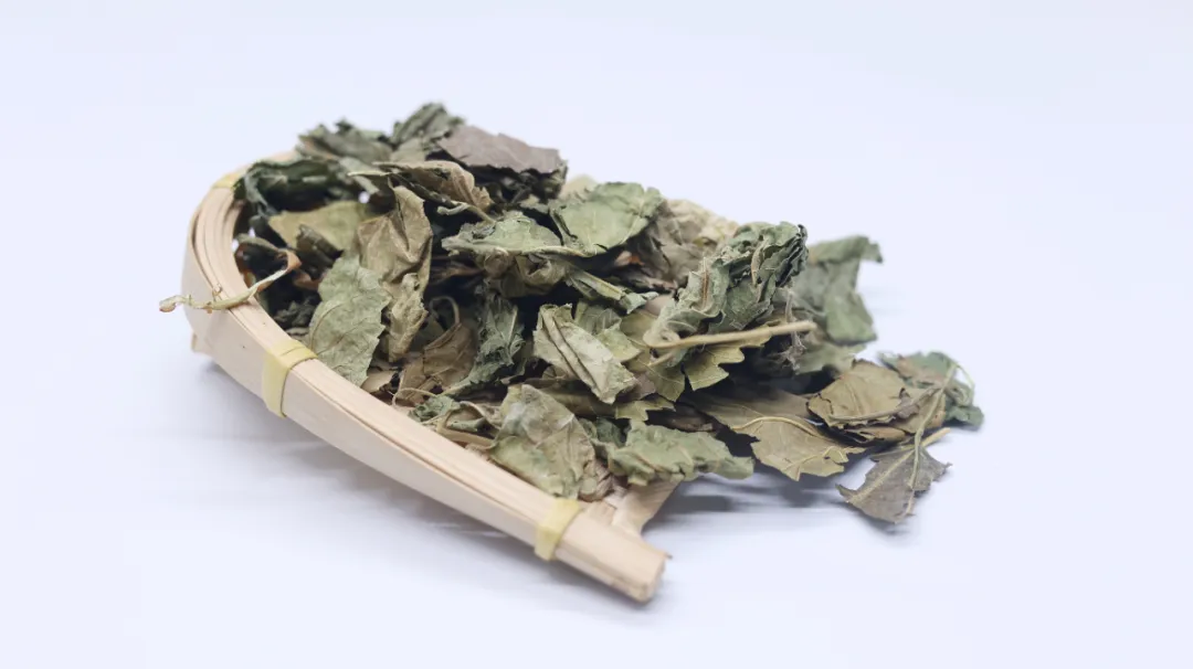 桑树全身都是“宝”，尤其是这一部位功效颇多，这3大功效请知晓