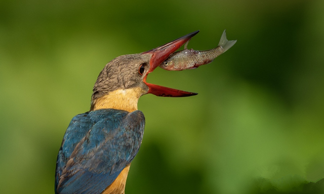 七律·盈江出现同栖鹳嘴翡翠