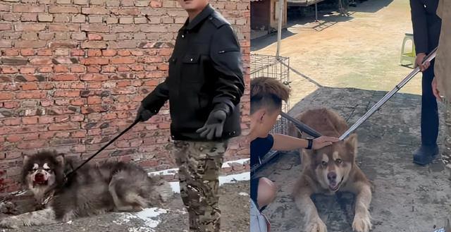 墙倒众人推！网红潘宏被曝踩儿子头合影，曾因故意伤害判刑一年