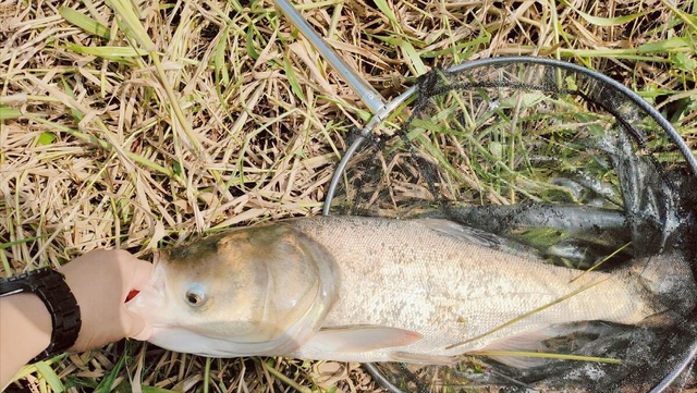 真猛！路亚正口40斤巨型鳙鱼，2人轮替遛鱼40分钟，它咋吃假饵？