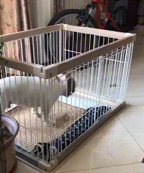 郑恺苗苗两家人吃团圆饭，三胎女宝宝出镜，老大老二正脸都像郑恺