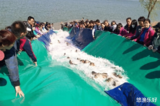 数百斤放生鱼涌入水域，钓友们的狂欢还是噩梦？谈谈我的看法