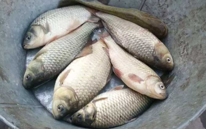 補窩不當，鯽魚全跑！教你如何用少量低頻率補窩釣大鯽