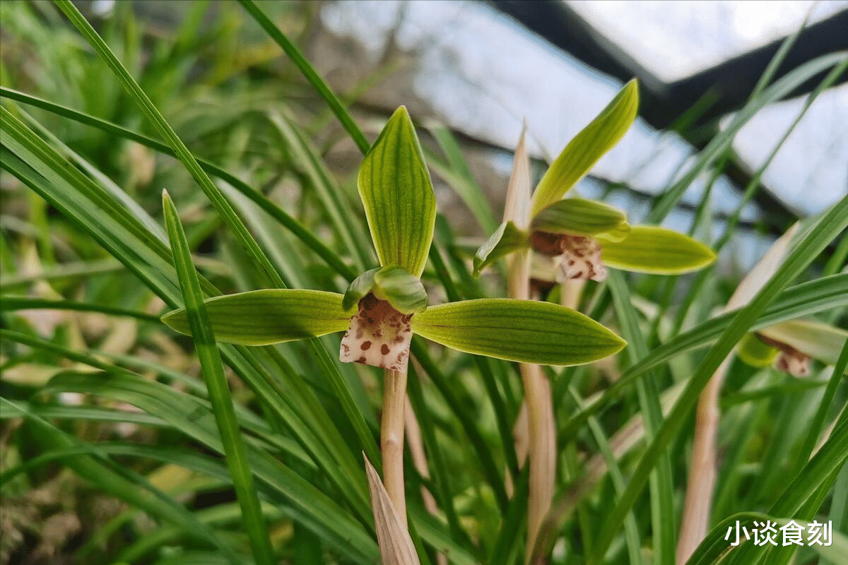 蛇年遇双春有何预兆,为啥说:巳蛇逢双春,田禾堆满仓?有啥讲究