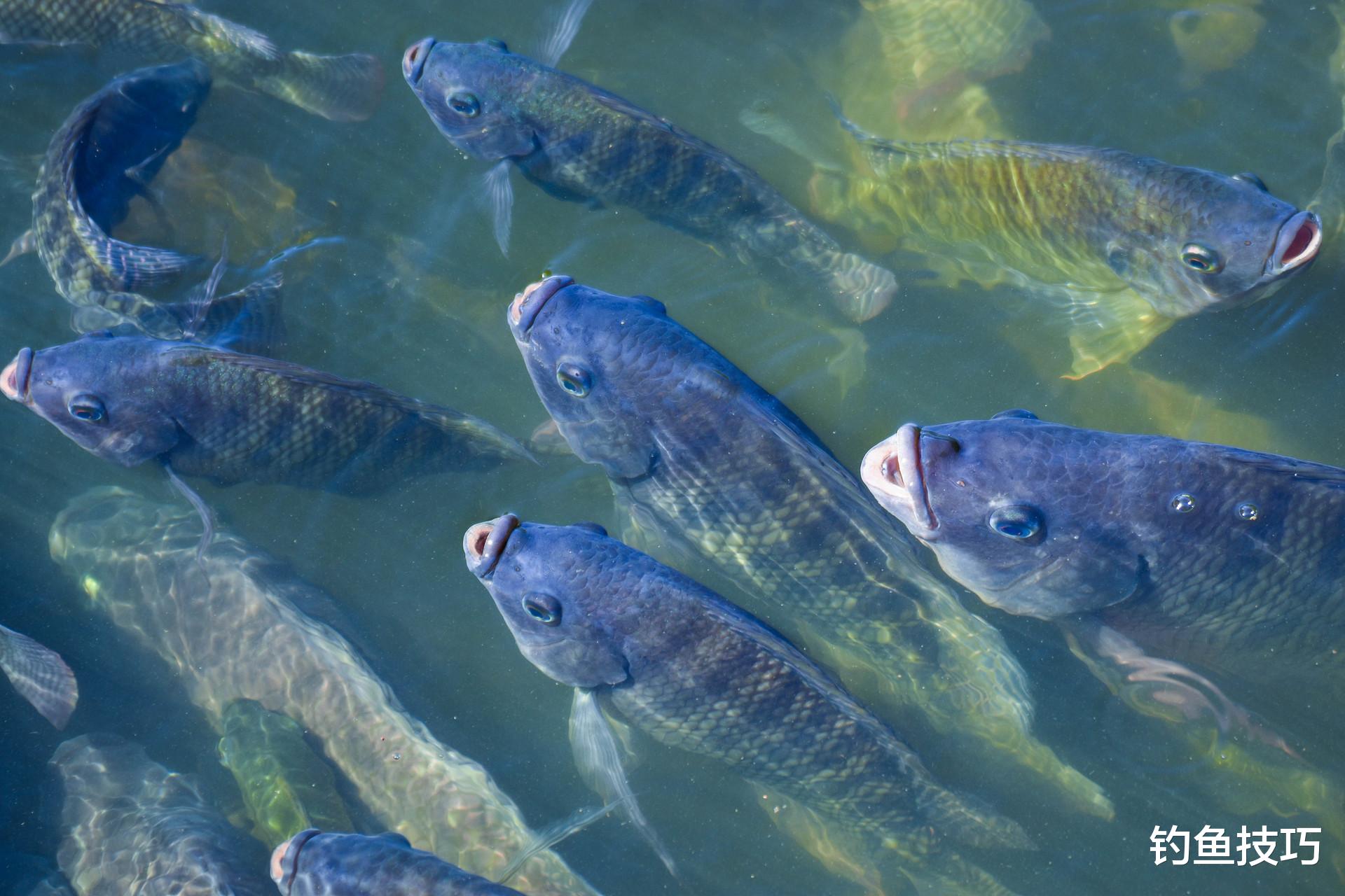 夏季釣羅非，根據水質來配制魚餌的4個技巧