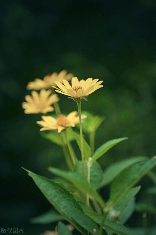 天蝎座,到底怎么做,才能工作一帆风顺,爱情甜蜜顺遂?