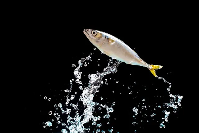 成为野钓高手的一条“捷径”——丰富的气象、水文和鱼类知识