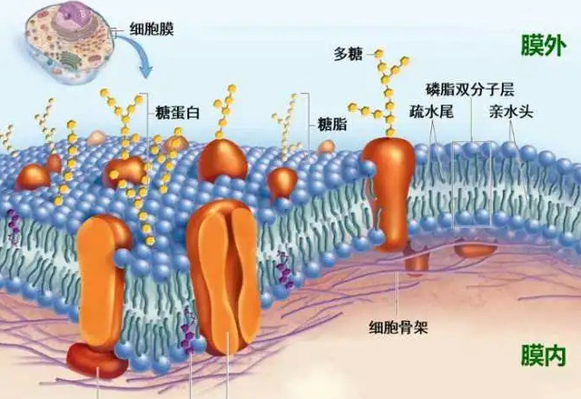 被世卫组织拉黑的“反式脂肪”，就悄悄藏在你常吃的这4种食物里