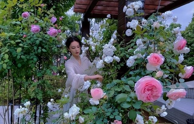 张馨予:我做过最正确的决定,就是把李晨“送”给范冰冰!