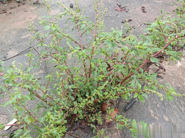 老人都在挖的“土人参”,虽浑身是刺,村里人却很珍惜,因为珍贵