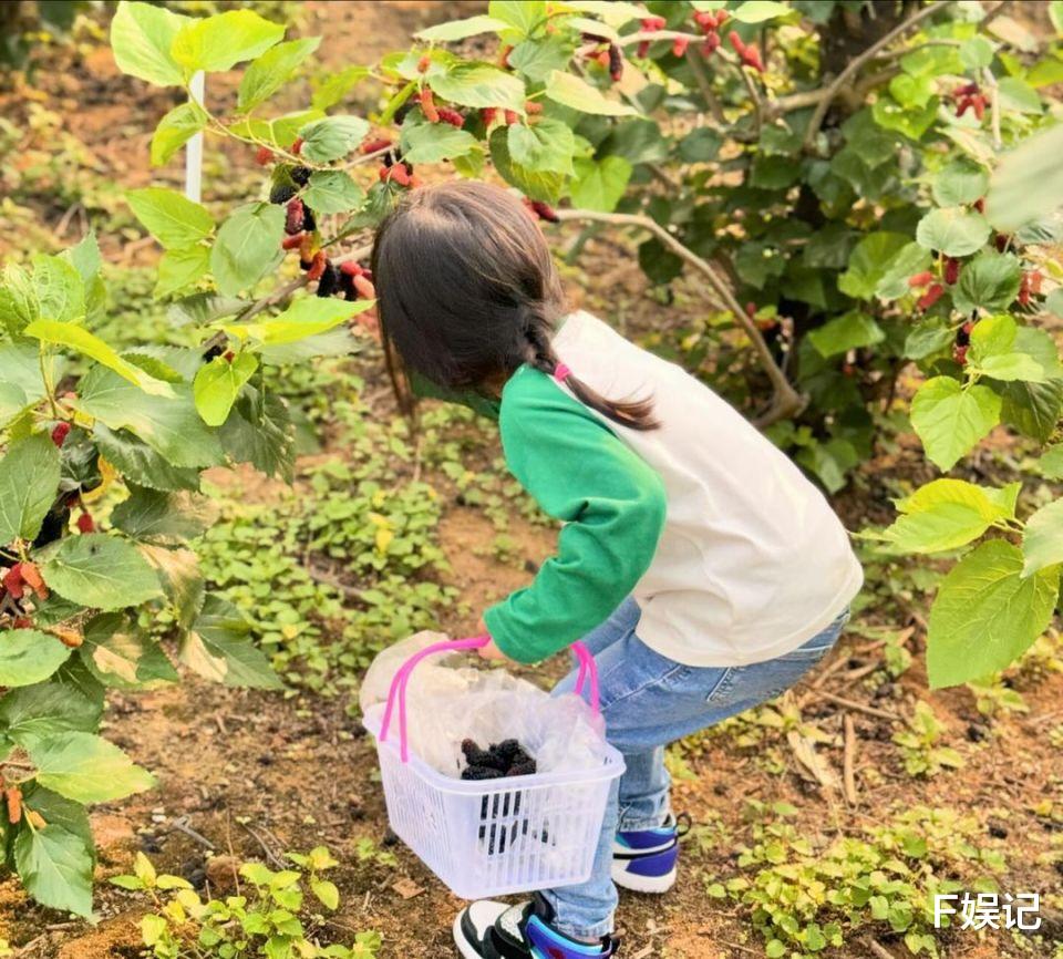 杨怡带女儿回乡下摘桑葚亲近大自然 罗仲谦留言被指求生欲满满