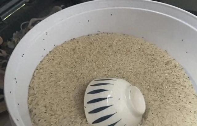 近期频发！头皮发麻，大量黑虫冒出！出现这种情况必须扔