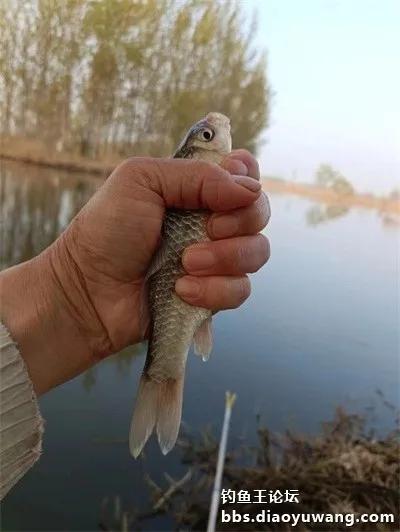 带上地狱猫，野钓有大鲫