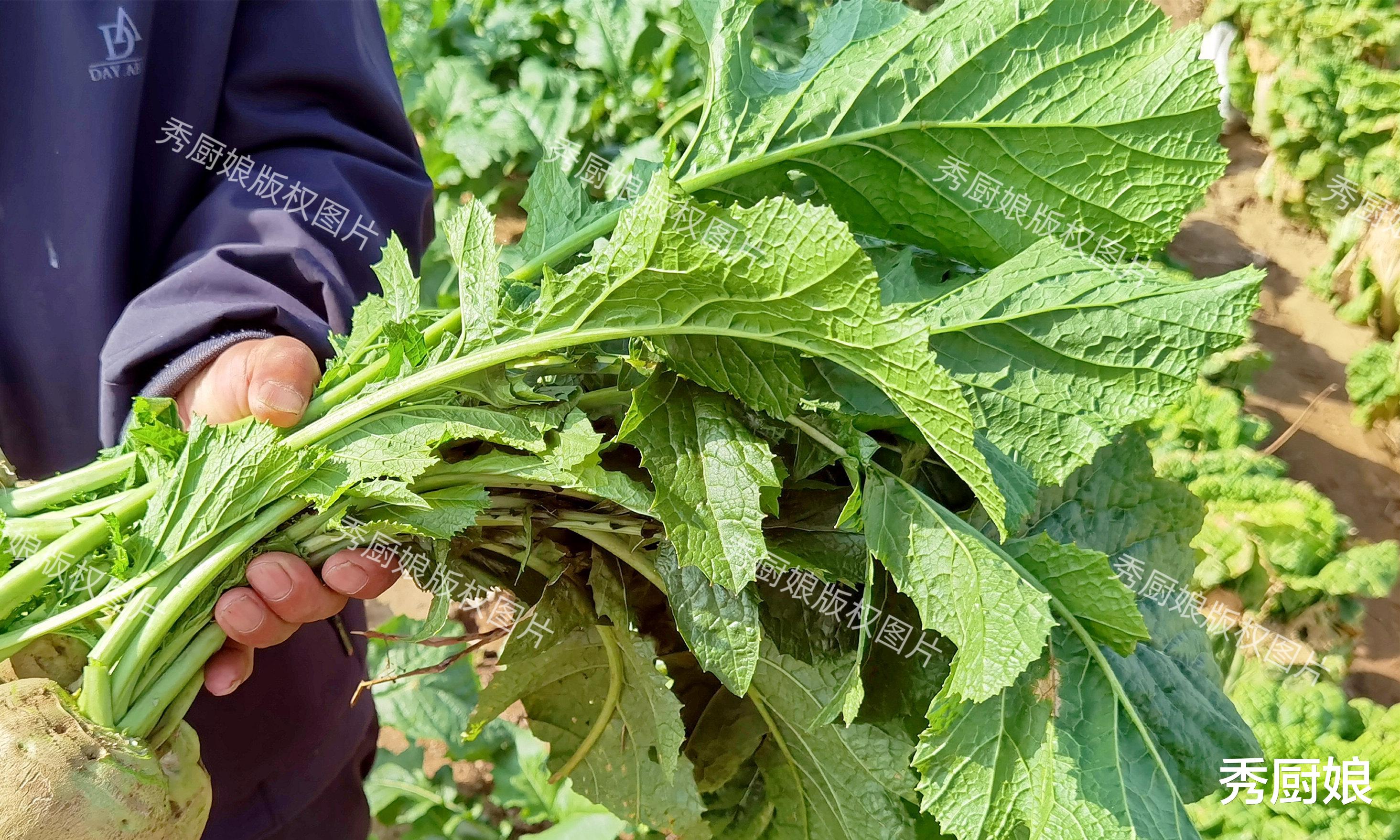 5月,吃菠菜芹菜不如吃它,全身是宝,才1元一斤,随手一蒸太香了