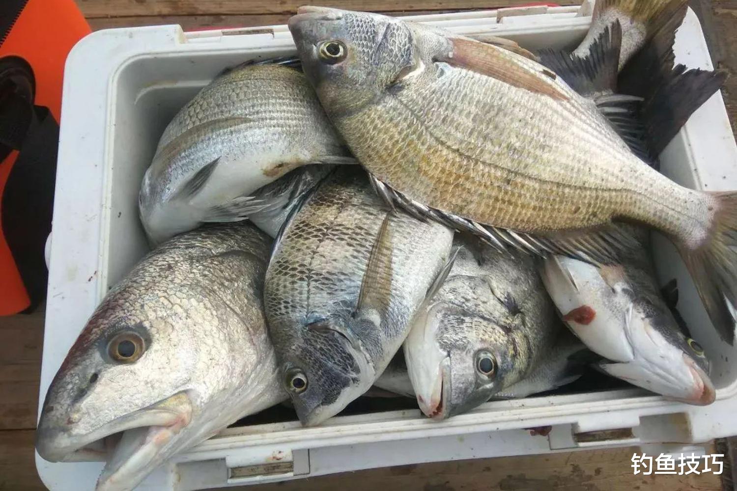 4月份最好钓的4种海鱼，海钓好时机不可错过