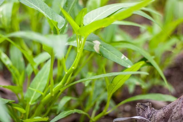 空心菜为何被称之为“抽筋菜”？到底还能不吃？爱吃的朋友该看看