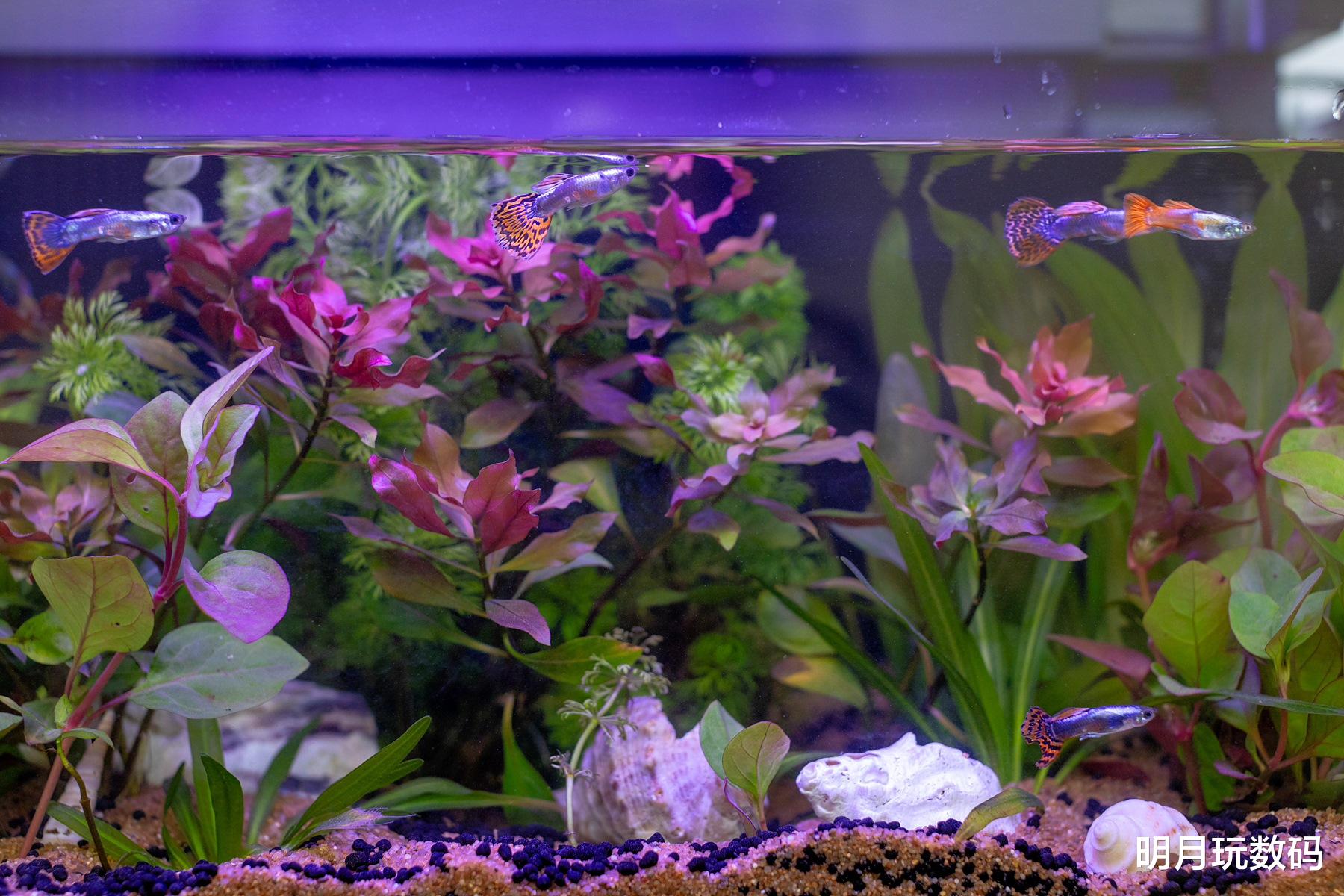 懒人养鱼利器,有了当贝智能鱼缸1Ultra,小白造景也轻松