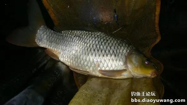 夜战，地狱猫再获鲤鲫