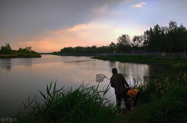 三伏天鲫鱼难钓？做这几点改变，照样连竿爆护！