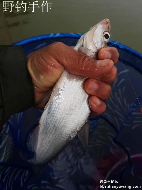 翘嘴加鳑鲏，白鲦与板鲫