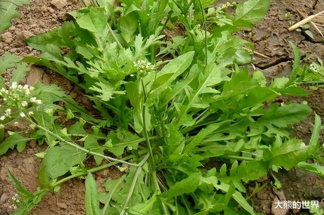 3月包饺子，韭菜靠边站，这三种馅鲜嫩营养，包饺吃子真香！