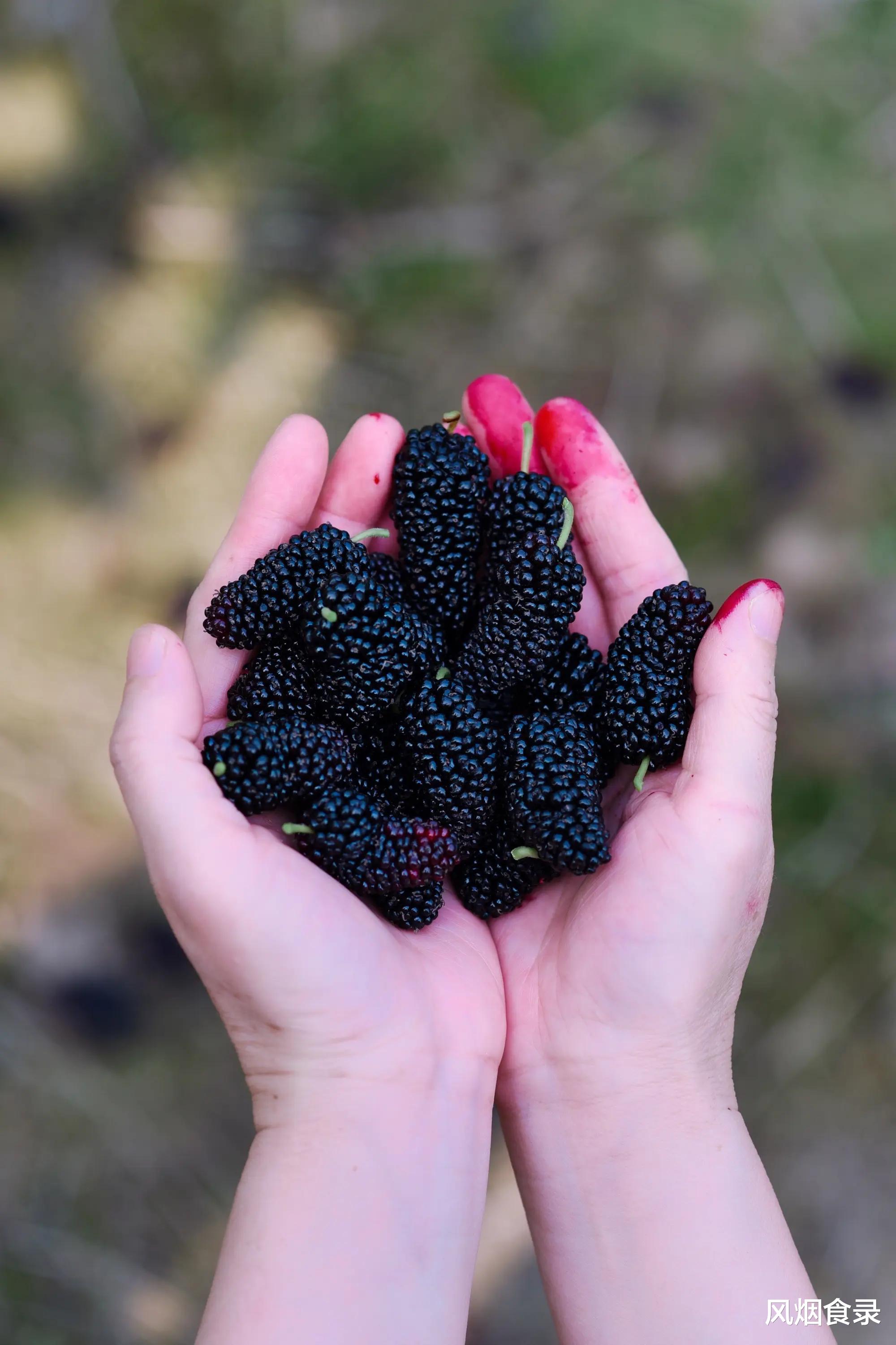 全国哪的桑葚最好吃？经过吃货评选，这8个地方上榜，有你家乡吗