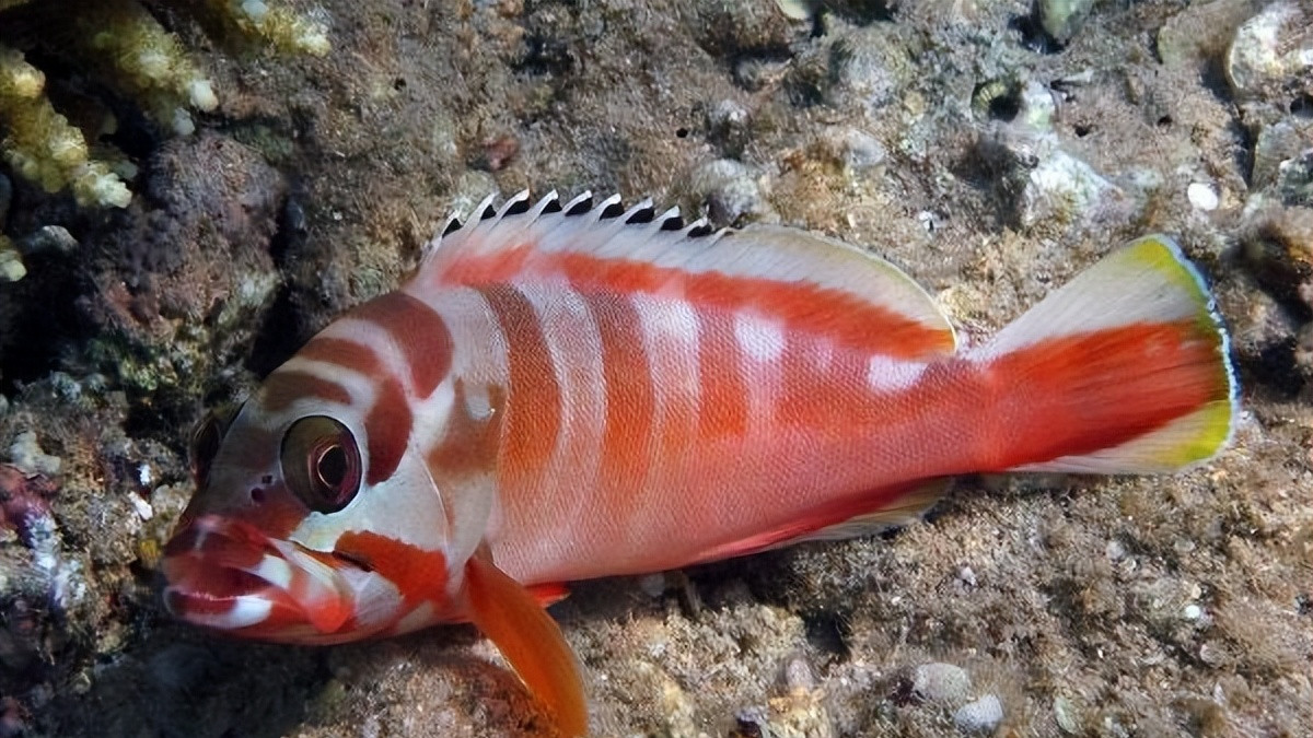 青岛近海惊现石斑鱼群，近海垂钓惊喜连连，钓鱼人乐翻天！