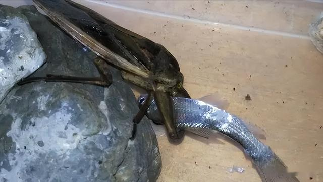 “水中霸王”水知了：连毒蛇都是它的家常菜，口感却比螃蟹还鲜美