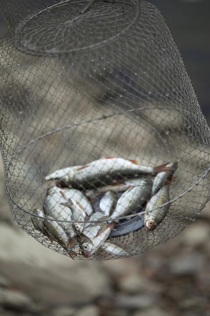 野钓最好用的饵料!专钓大的!开饵料必备技能!差一点也不好使!