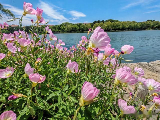 晒背第15天了。能吃还不胖。居然还瘦了三斤。